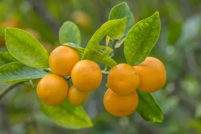 Framed Print : Valencia Orange, New Smyrna Beach, Florida, USA