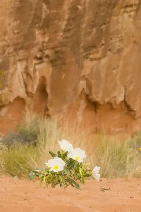 Framed Print : Valley of Fire near Overton Nevada, Aztec, navaho Sandstone, Dwarf evening Primrose