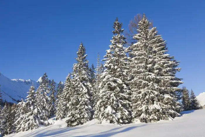 Framed Print : Valley Gaistal with snow during deep winter in Tyrol, Austria. Mountain forest with snowed in trees Framed Print : Valley Gaistal with snow during deep winter in Tyrol, Austria. Mountain forest with snowed in trees