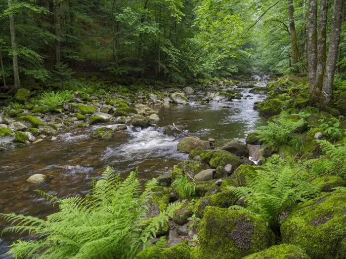 Framed Print : Valley of river Wolfsteiner Ohe (Buchberger Leite) in the Bavarian Forest