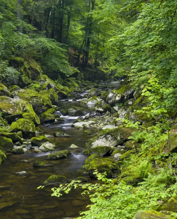 Framed Print : Valley of river Wolfsteiner Ohe (Buchberger Leite) in the Bavarian Forest