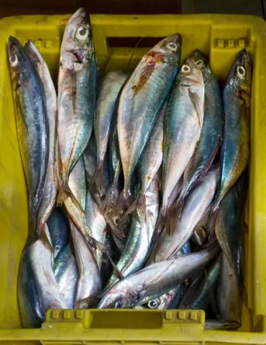 Framed Print : ValparaIso, Chile. South America. Fish for sale at market in Barrio el Puerto (Port District) Framed Print : ValparaIso, Chile. South America. Fish for sale at market in Barrio el Puerto (Port District)