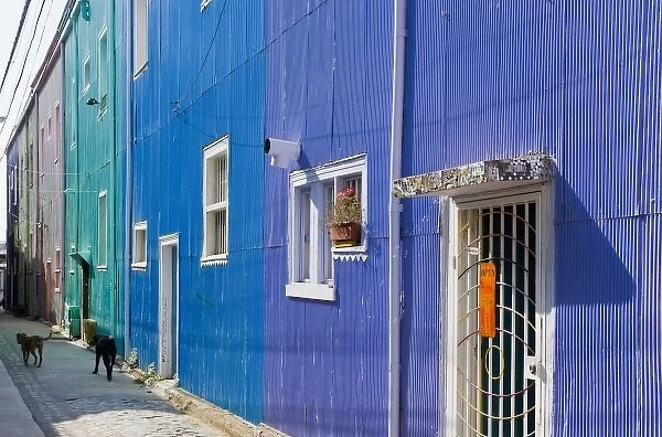 ValparaIso, Chile. South America. Feral dogs and colorful buildings on Cerro ConcepcIon