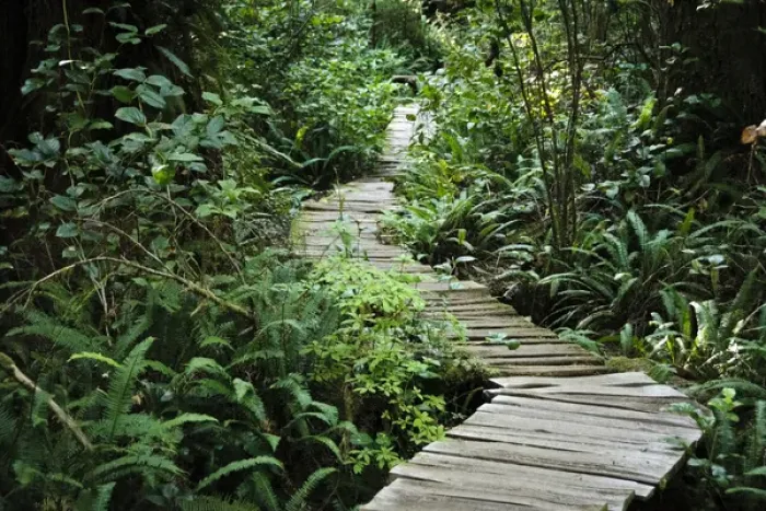 Framed Print : Vancouver Island, Clayoquot Sound, Tofino. Temperate rain forest wooden path Framed Print : Vancouver Island, Clayoquot Sound, Tofino. Temperate rain forest wooden path