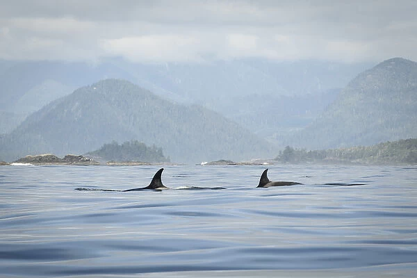 Vancouver Island, Clayoquot Sound. Orcas surfacing