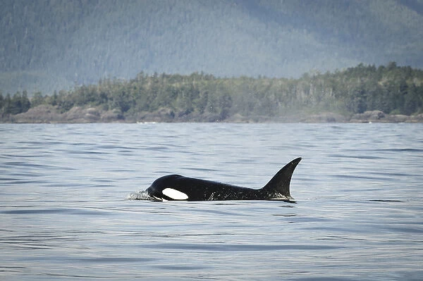 Vancouver Island, Clayoquot Sound. Orca surfacing