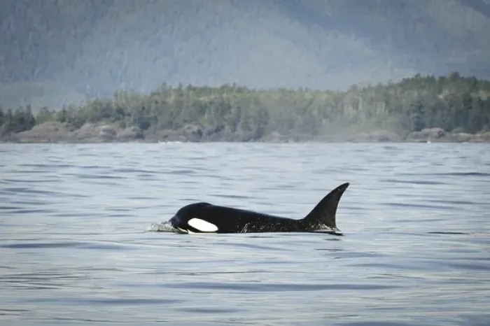 Framed Print : Vancouver Island, Clayoquot Sound. Orca surfacing Framed Print : Vancouver Island, Clayoquot Sound. Orca surfacing