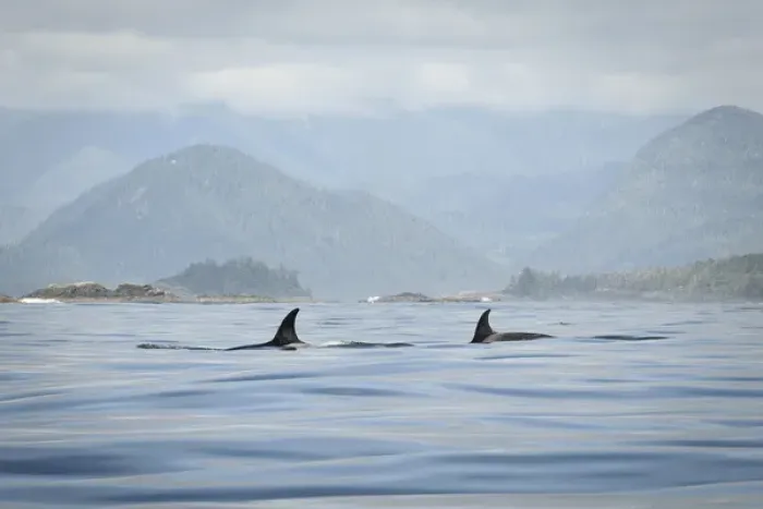 Framed Print : Vancouver Island, Clayoquot Sound. Orcas surfacing