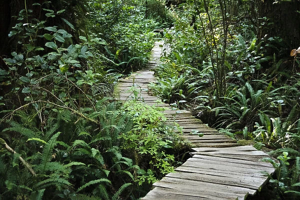 Vancouver Island, Clayoquot Sound, Tofino. Temperate rain forest wooden path