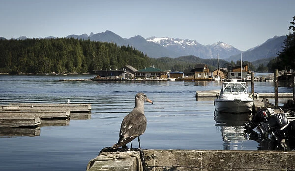 Vancouver Island, Tofino. Juvenile seagull looking out on boats, floating houses