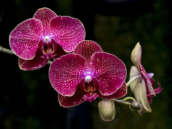 Vanda Crownfox Diva orchid in bloom