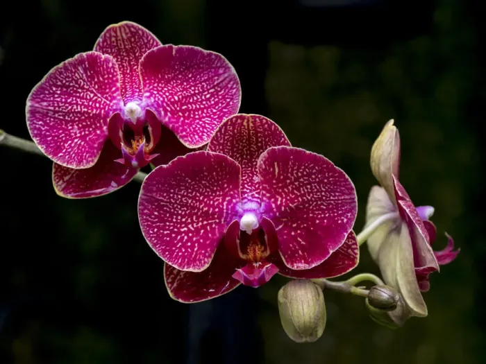 Framed Print : Vanda Crownfox Diva orchid in bloom Framed Print : Vanda Crownfox Diva orchid in bloom