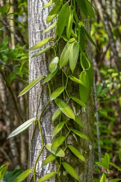 Framed Print : Vanilla Orchid vine Framed Print : Vanilla Orchid vine