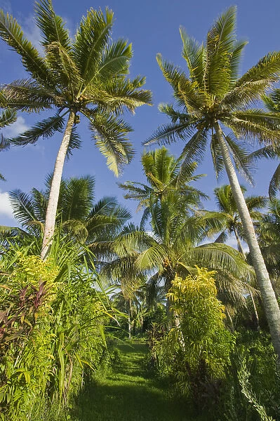 VANUATU, Efate Island, ERAKOR. Palms  /  Erakor Island