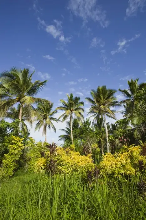 Framed Print : VANUATU, Efate Island, ERAKOR. Palms / Erakor Island Framed Print : VANUATU, Efate Island, ERAKOR. Palms / Erakor Island