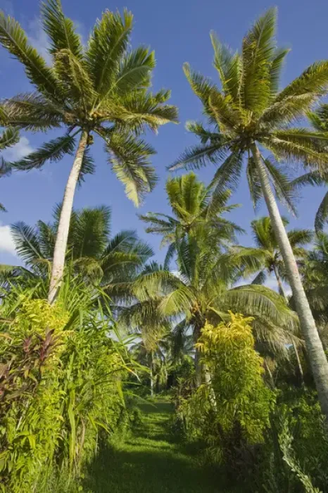 Framed Print : VANUATU, Efate Island, ERAKOR. Palms  /  Erakor Island