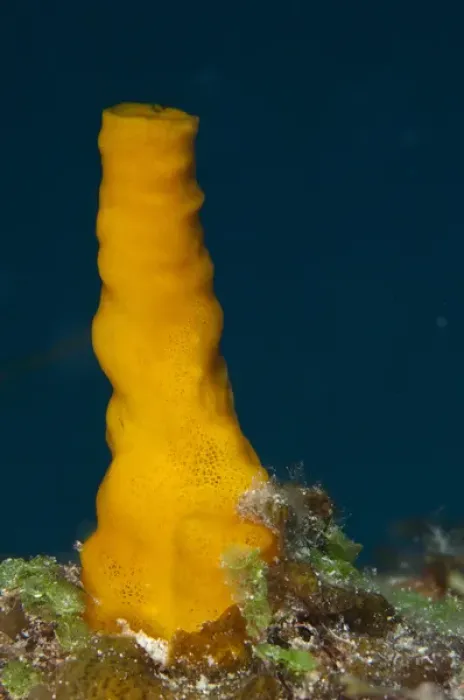 Framed Print : Variable Boring Sponge (Siphonodictyon coralliphagum) Punta Gruesa Framed Print : Variable Boring Sponge (Siphonodictyon coralliphagum) Punta Gruesa