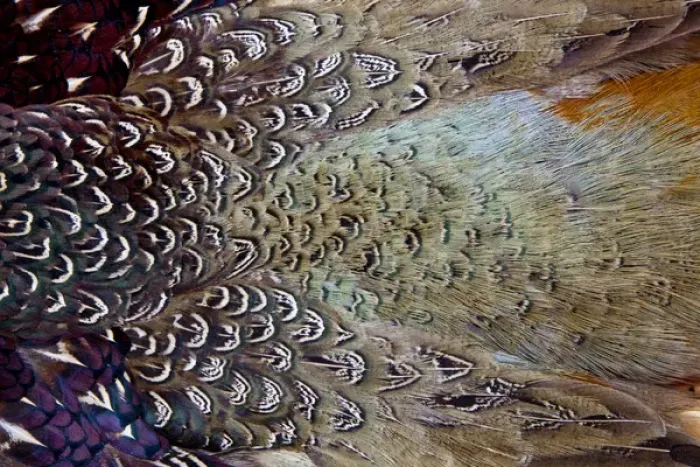 Framed Print : Variations on feather colors of the Ring-necked Pheasant