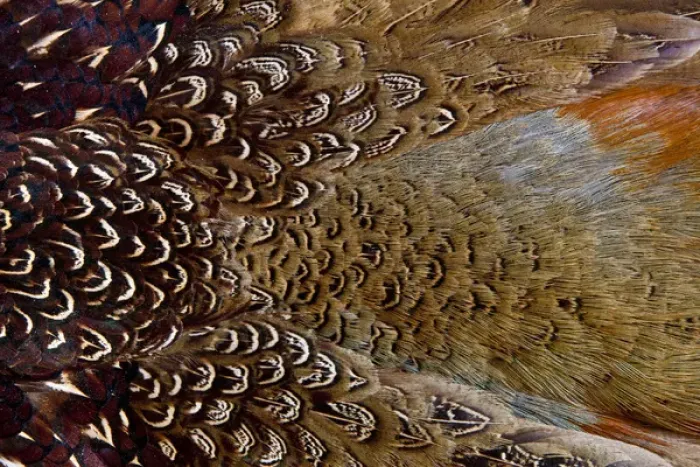 Framed Print : Variations on feather colors of the Ring-necked Pheasant Framed Print : Variations on feather colors of the Ring-necked Pheasant