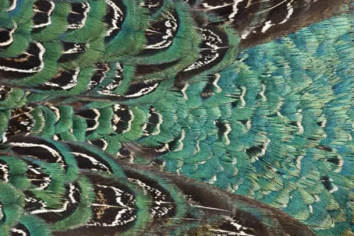 Framed Print : Variations on feather colors of the Ring-necked Pheasant Framed Print : Variations on feather colors of the Ring-necked Pheasant