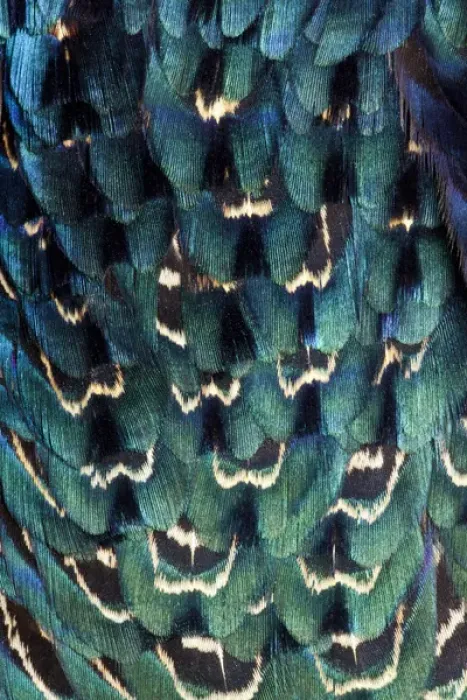 Framed Print : Variations on feather colors of the Ring-necked Pheasant
