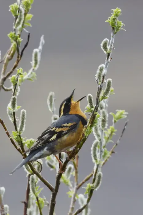 Framed Print : Varied Thrush Singing Framed Print : Varied Thrush Singing