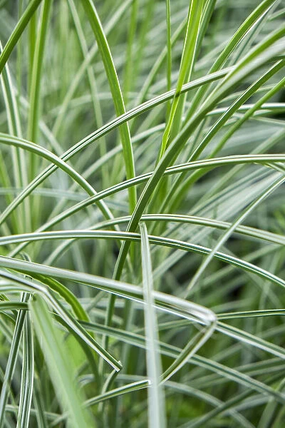 Variegated ornamental grass, USA