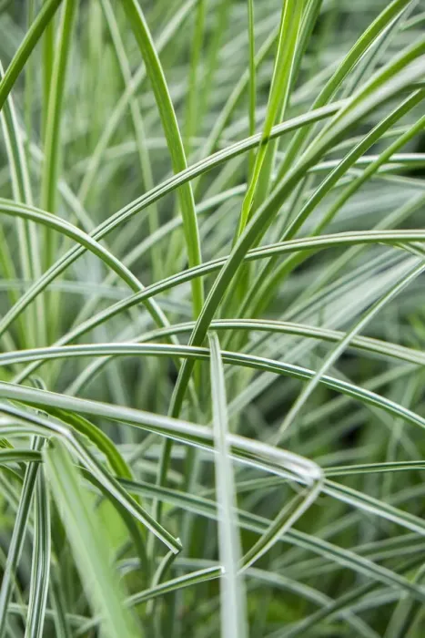 Framed Print : Variegated ornamental grass, USA
