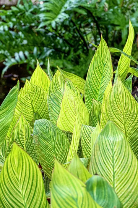 Framed Print : The variegation of a plant draws contrast to other green foliage Framed Print : The variegation of a plant draws contrast to other green foliage