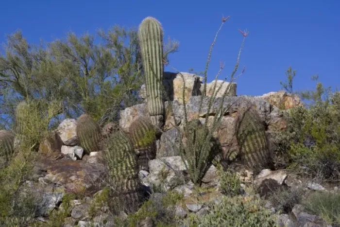 Framed Print : Variety of Cactus, Littleleaf paloverde, Compass Barrel Cactus, Ocotillo Cactus, Saguaro Cactus Framed Print : Variety of Cactus, Littleleaf paloverde, Compass Barrel Cactus, Ocotillo Cactus, Saguaro Cactus