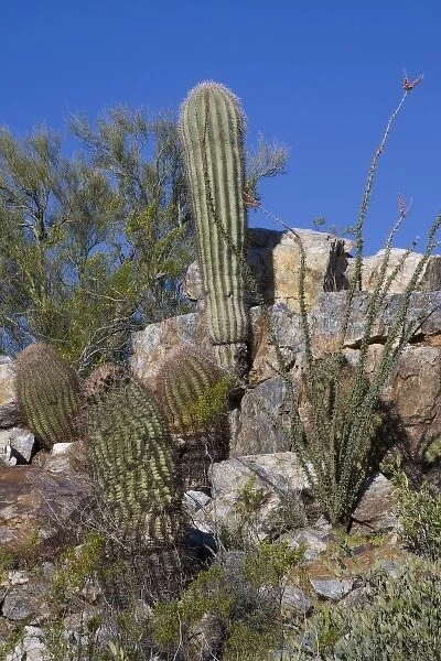 Variety of Cactus, Littleleaf paloverde, Compass Barrel Cactus, Ocotillo Cactus, Saguaro Cactus