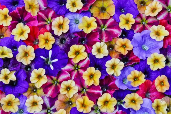 Framed Print : Variety of petunia flowers in pattern, Sammamish Washington Framed Print : Variety of petunia flowers in pattern, Sammamish Washington
