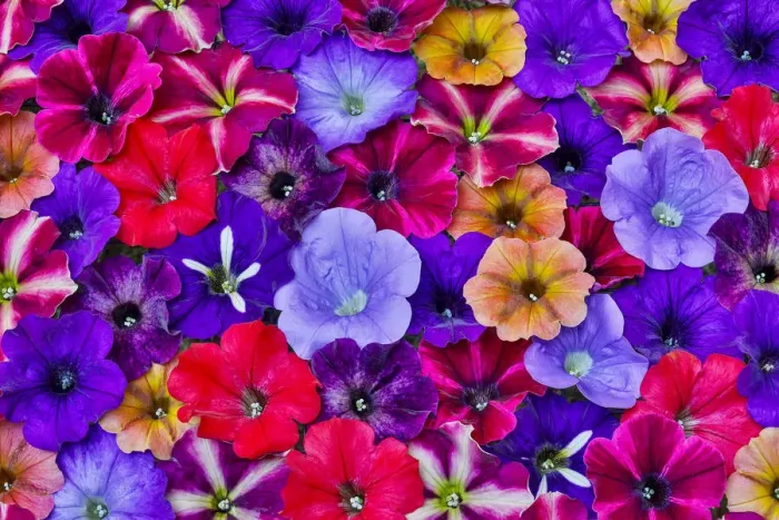 Framed Print : Variety of Petunia flowers in pattern, Sammamish, Washington State Framed Print : Variety of Petunia flowers in pattern, Sammamish, Washington State
