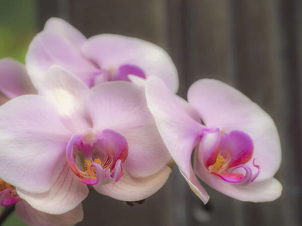 Variety of pink orchid