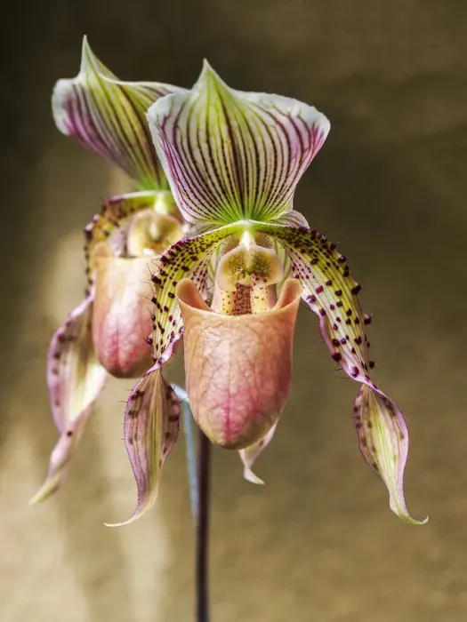 Framed Print : Variety of Slipper orchid Paphiopedilum Framed Print : Variety of Slipper orchid Paphiopedilum