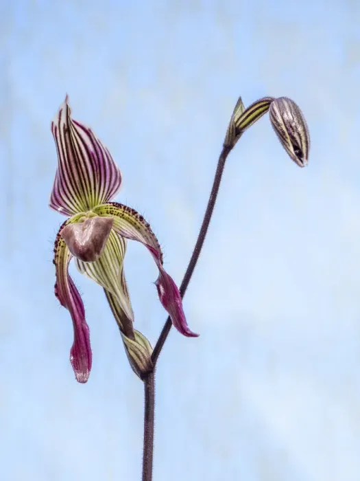 Framed Print : Variety of Slipper orchid Paphiopedilum Framed Print : Variety of Slipper orchid Paphiopedilum