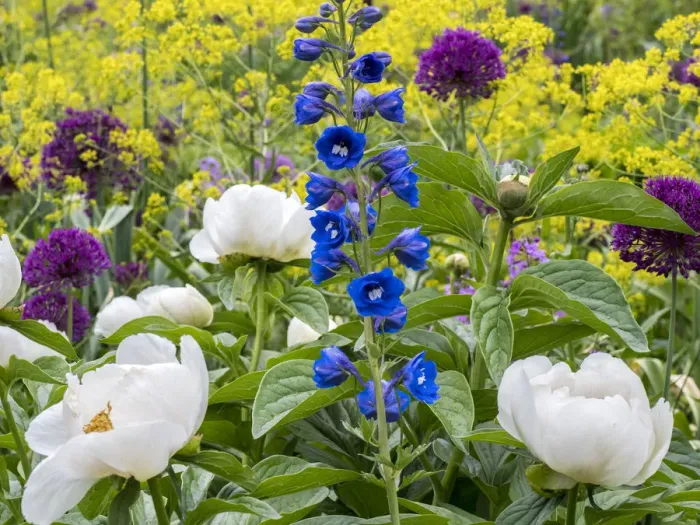 Framed Print : Variety of spring blooming flowers in a garden