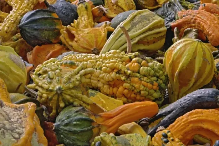 Framed Print : Variety of squash