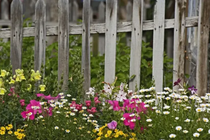 Framed Print : Various flowers in picket fence, Virginia City, Montana Framed Print : Various flowers in picket fence, Virginia City, Montana