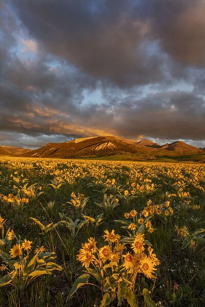 Vast field of arrowleaf balsamroot wildflowers along the Rocky Mountain Front Range near