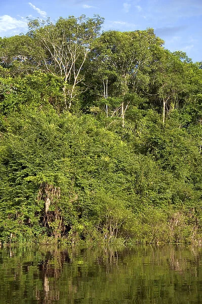 Vegetation in the Amazon jungle near Manaus, Brazil