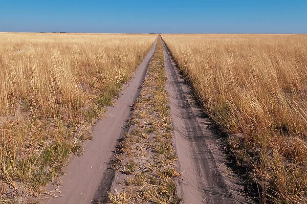 Vehicular tracks on a sandy dirt road through a vast savanna. Kudiakam Pan, Nxai Pan National Park, Botswana