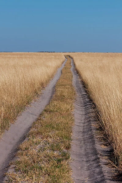 Vehicular tracks in sandy soil through a vast landscape of tall grass. Nxai Pan National Park, Botswana