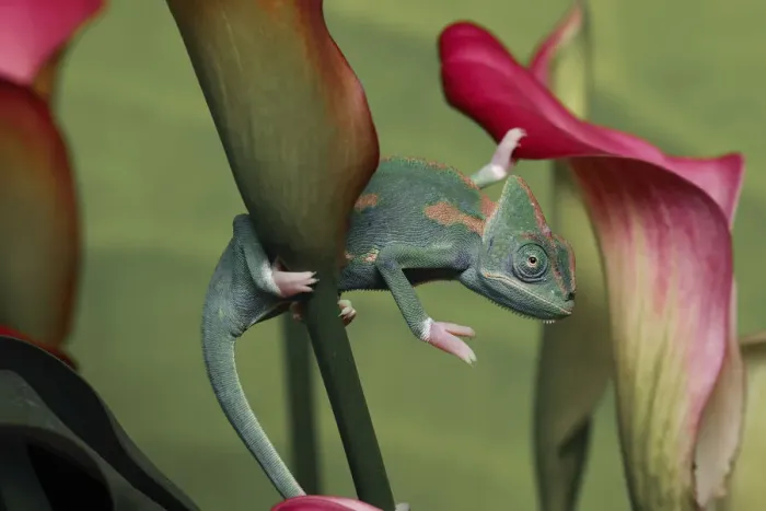 Framed Print : Veiled chameleon