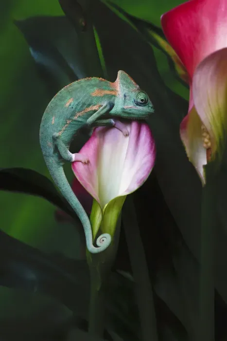 Framed Print : Veiled chameleon Framed Print : Veiled chameleon