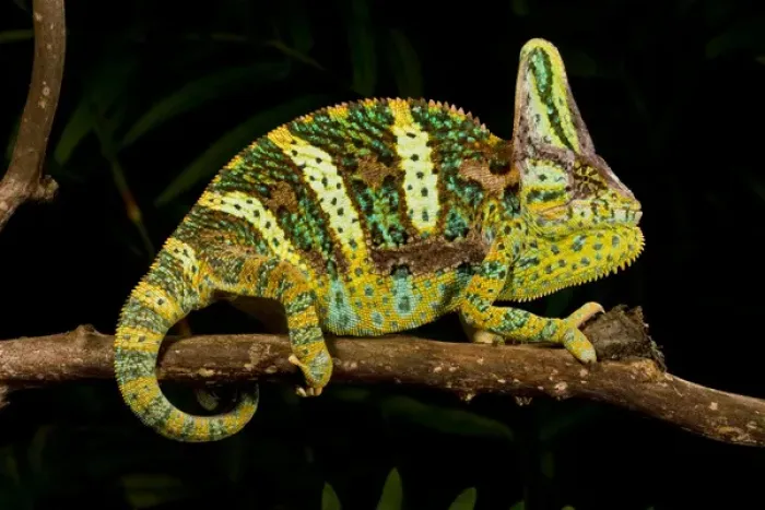 Framed Print : Veiled Chameleon Chamaeleo calyptratus Native to Yemen Habitat Varied Trees