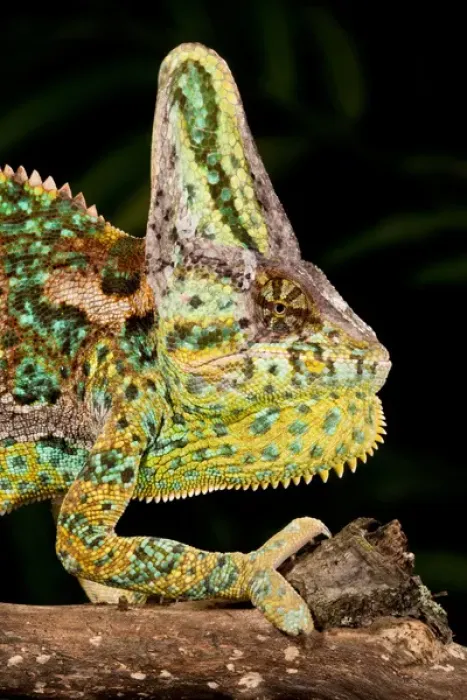 Framed Print : Veiled Chameleon Chamaeleo calyptratus Native to Yemen Habitat Varied Trees Framed Print : Veiled Chameleon Chamaeleo calyptratus Native to Yemen Habitat Varied Trees
