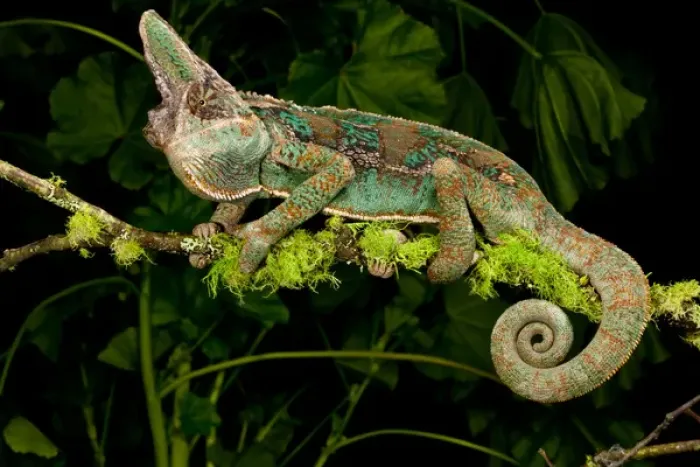 Framed Print : Veiled Chameleon Chamaeleo calyptratus Native to Yemen Habitat Varied Trees