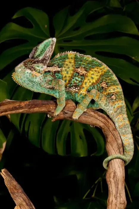Framed Print : Veiled Chameleon Chamaeleo calyptratus Native to Yemen Habitat Varied Trees Framed Print : Veiled Chameleon Chamaeleo calyptratus Native to Yemen Habitat Varied Trees