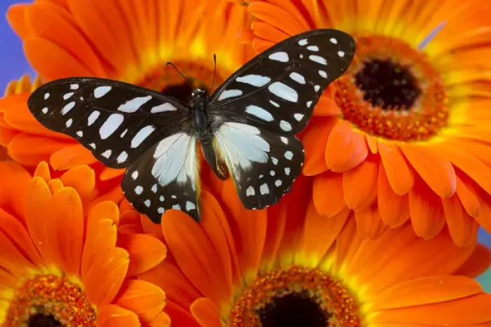 Framed Print : The Veined Swordtail Butterfly, Graphium leonidas Framed Print : The Veined Swordtail Butterfly, Graphium leonidas
